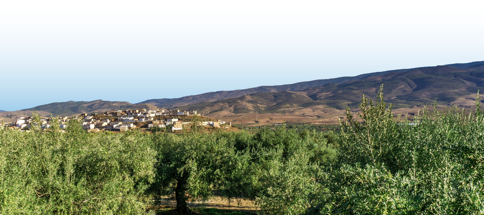 Visita a la almazara