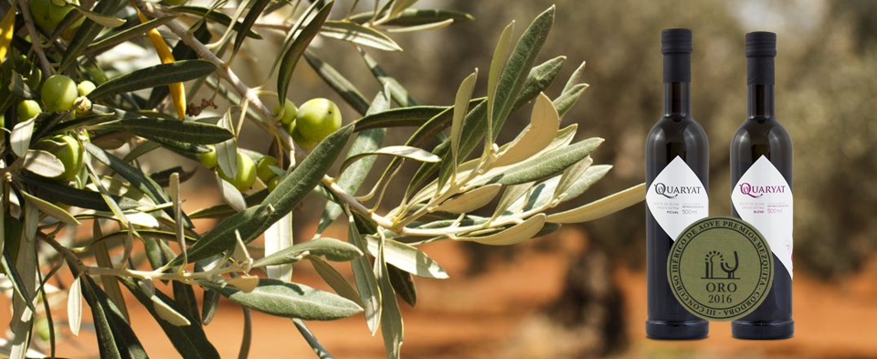 Los mejores aceites de España según los premios mezquita.