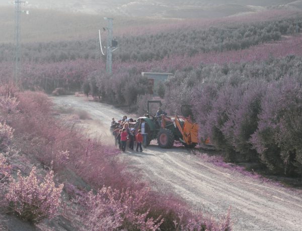 Los pequeños del colegio de Dílar realizan excursiones escolares a la Almazara Quaryat Dillar donde se les introduce en el mundo del aceite de oliva y entran en contacto con la naturaleza.