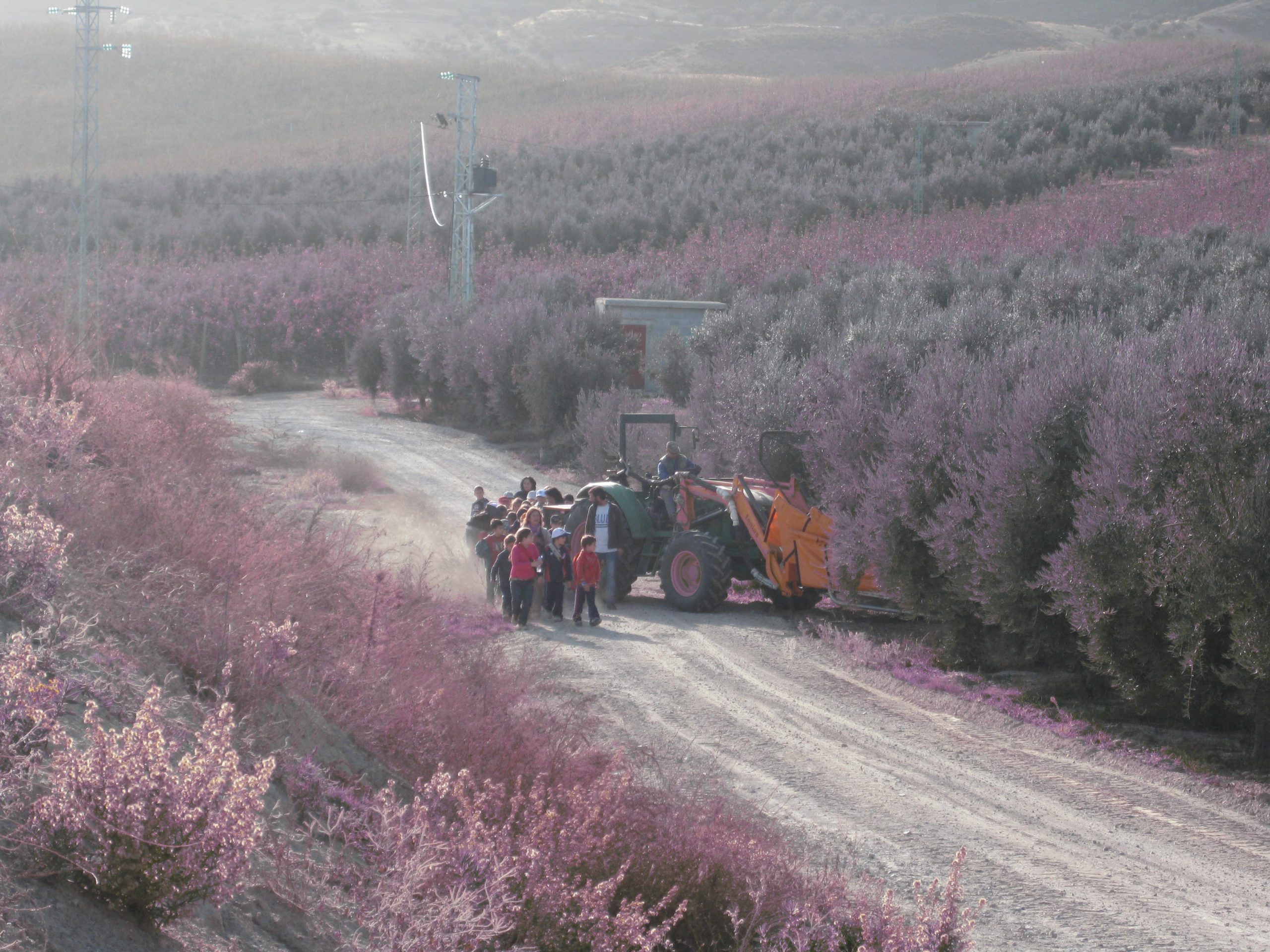Los pequeños del colegio de Dílar realizan excursiones escolares a la Almazara Quaryat Dillar donde se les introduce en el mundo del aceite de oliva y entran en contacto con la naturaleza.