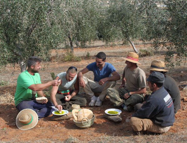 Cosecha de aceitunas de Sierra Nevada y degustacion de aceites Quaryat Dillar
