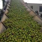 Quaryat Dillar green olives in Sierra Nevada in transportation belt to the hoppel in the mill