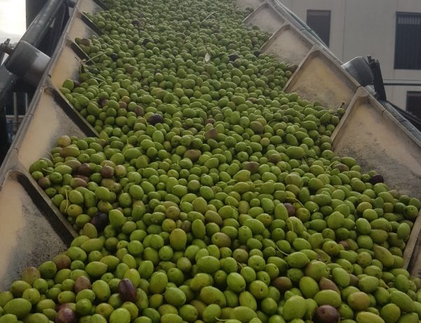 aceitunas verdes de Quaryat Dillar en Sierra Nevada en cinta de transportacion hacia tolva en almazara para ser convertida en aceite de oliva virgen extra