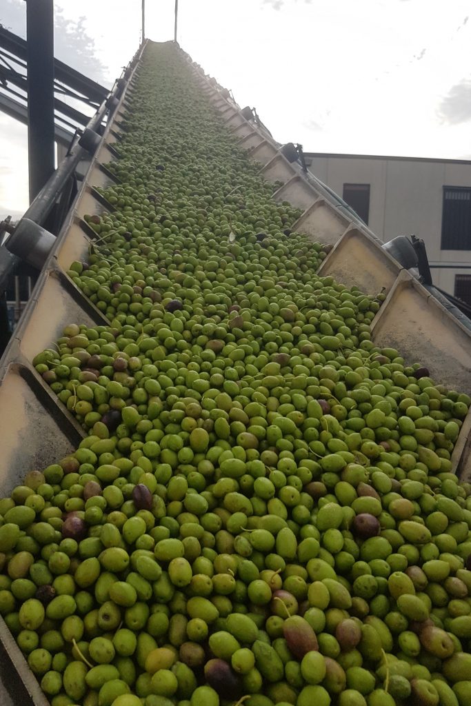 aceitunas verdes de Quaryat Dillar en Sierra Nevada en cinta de transportacion hacia tolva en almazara