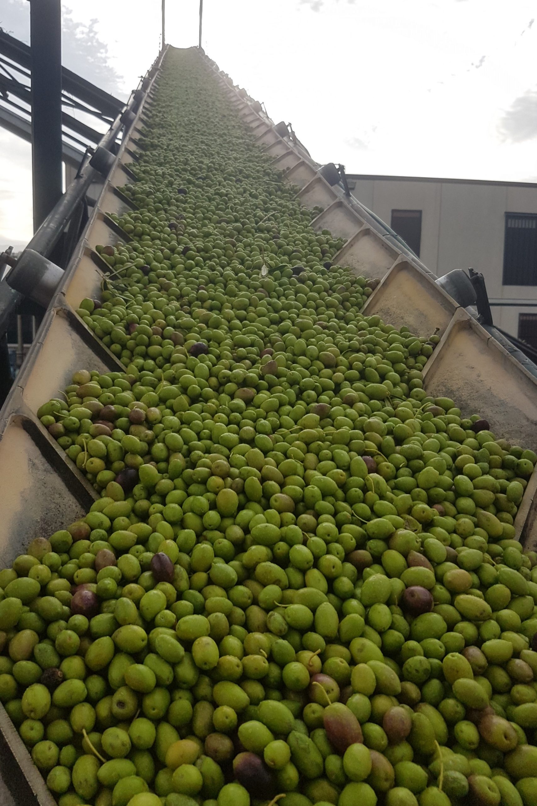 aceitunas verdes de Quaryat Dillar en Sierra Nevada en cinta de transportacion hacia tolva en almazara para ser convertida en aceite de oliva virgen extra