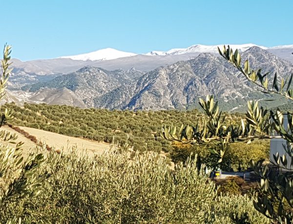 Sierra Nevada vista desde el olivar de Quaryat Dillar