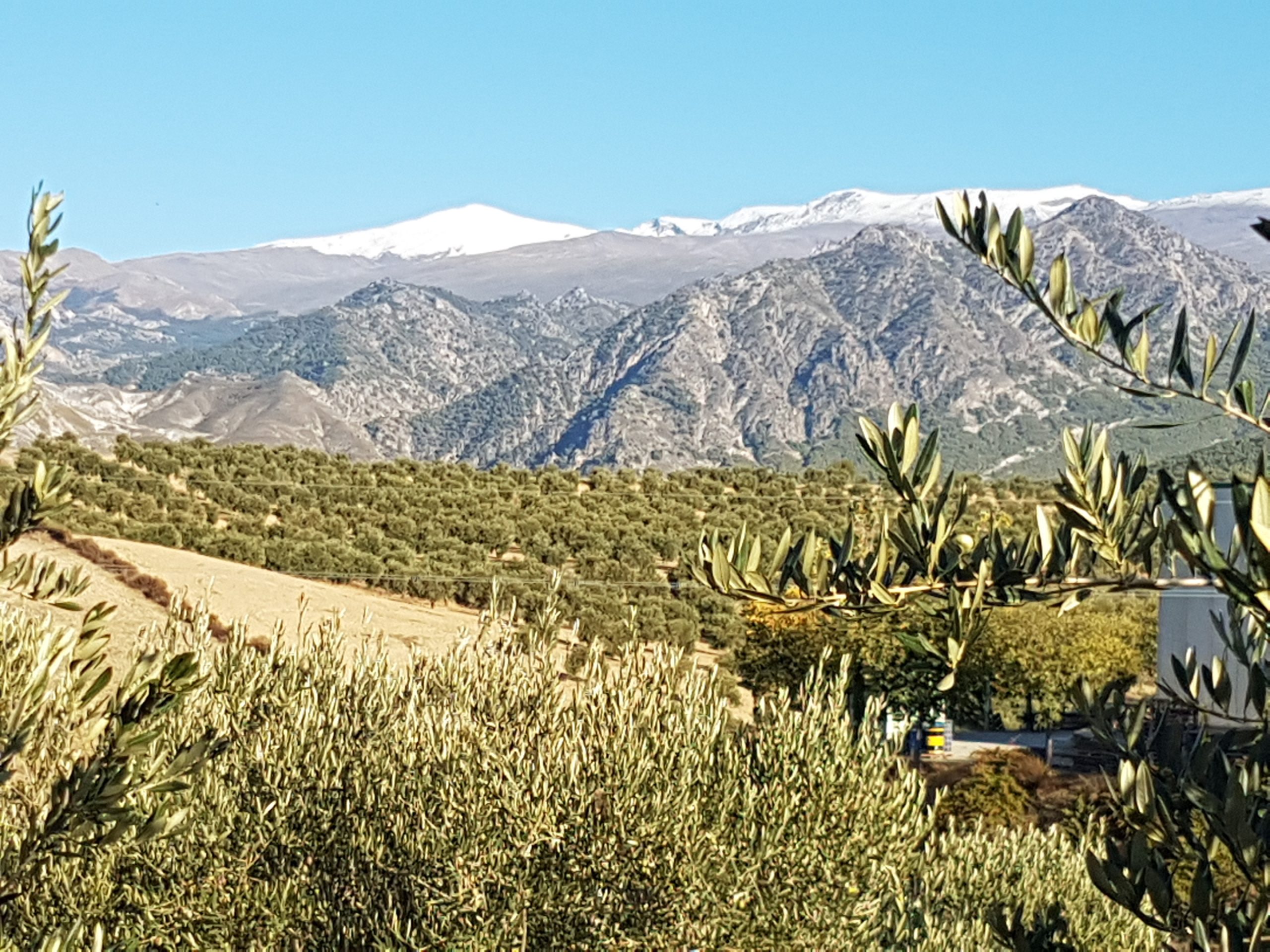Sierra Nevada vista desde el olivar de Quaryat Dillar